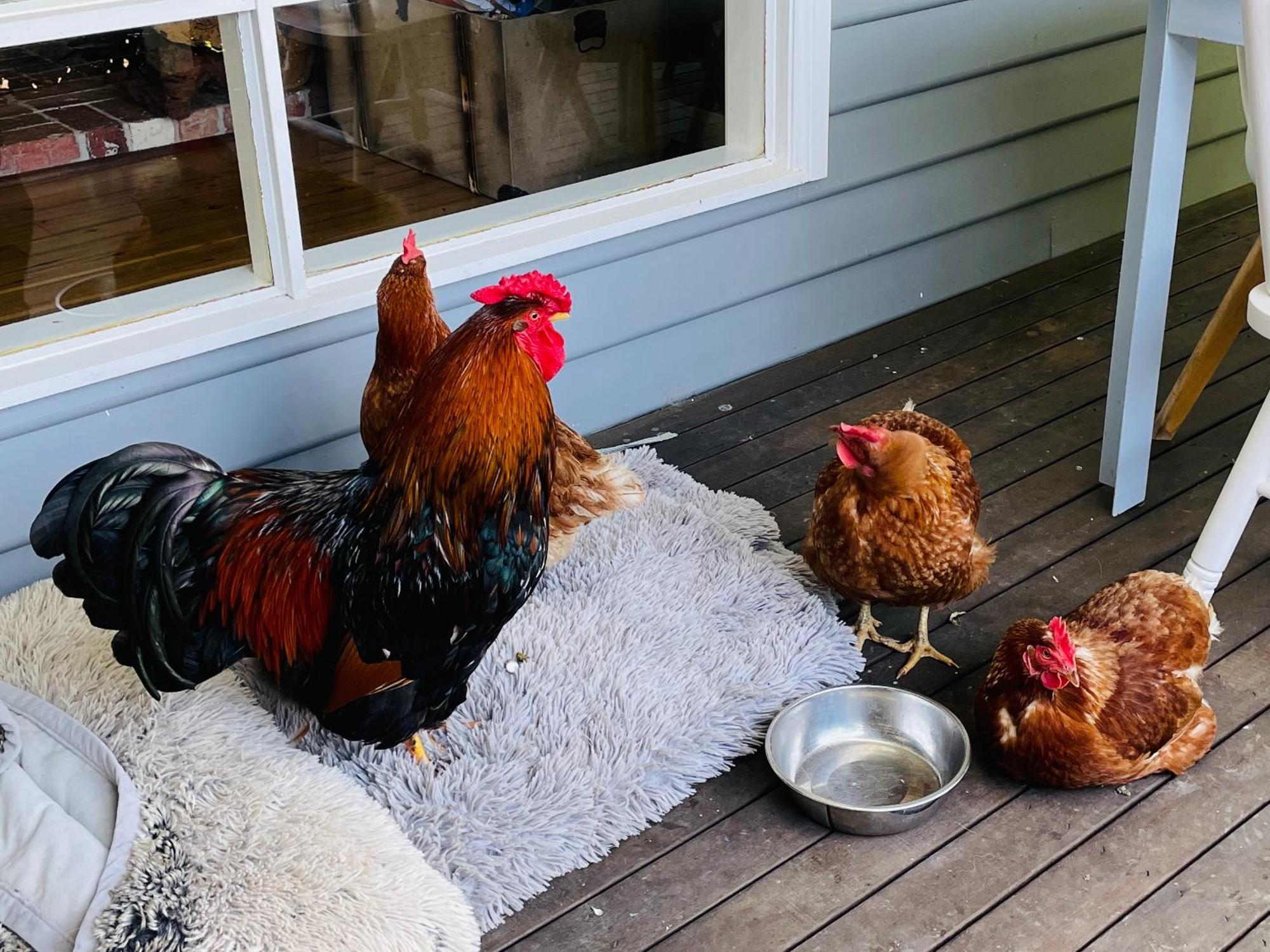 Farm Stay Maple Cottage At Wilindi Estate Tyabb Екстериор снимка