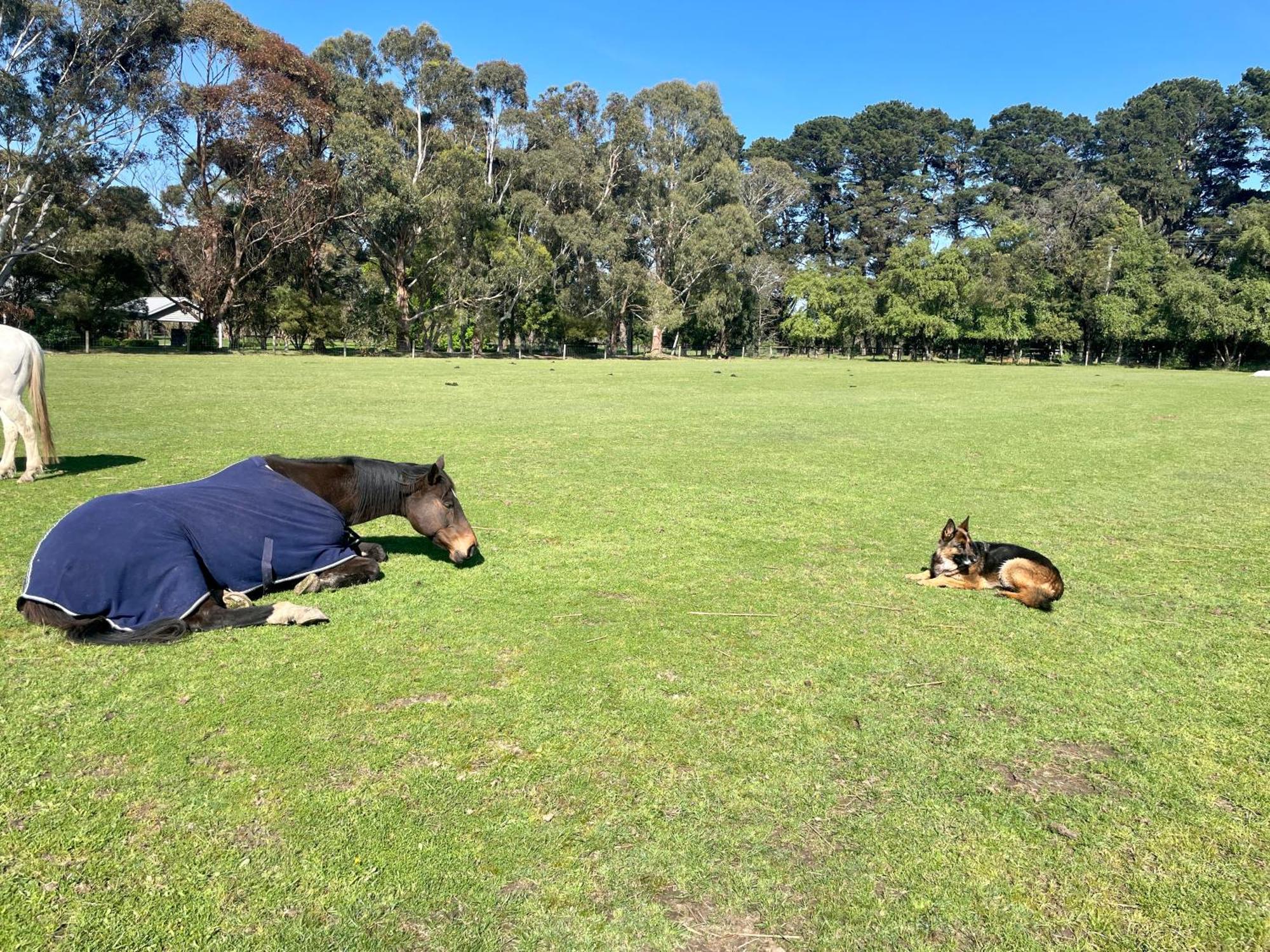 Farm Stay Maple Cottage At Wilindi Estate Tyabb Екстериор снимка